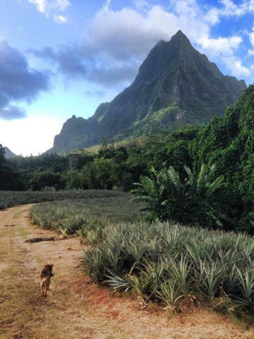 Fare Haurevaiti Moorea Paopao ภายนอก รูปภาพ